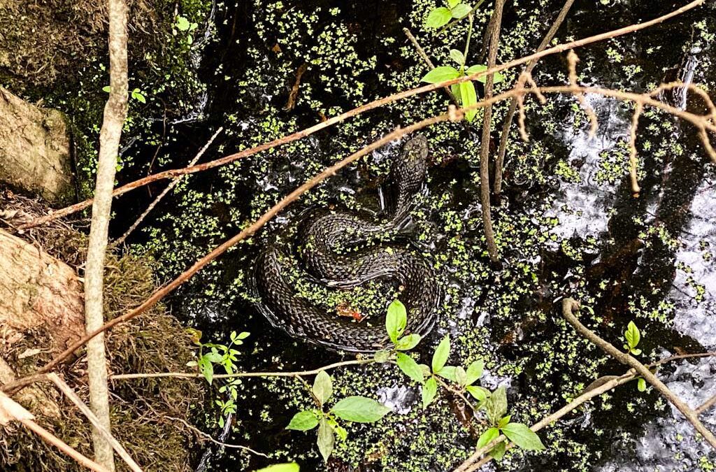 Why do People Kill Snakes?